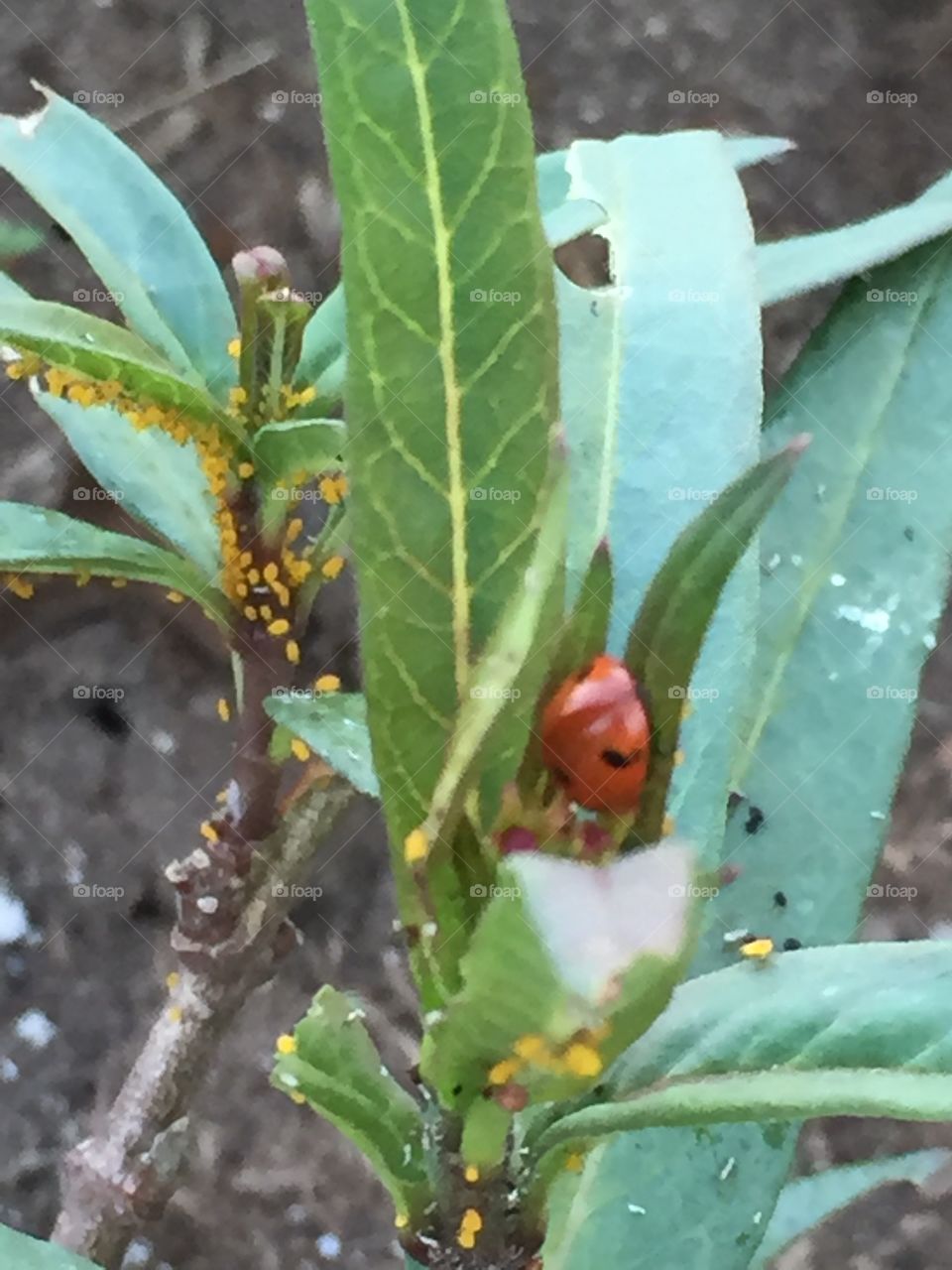 Ladybug lunch time 