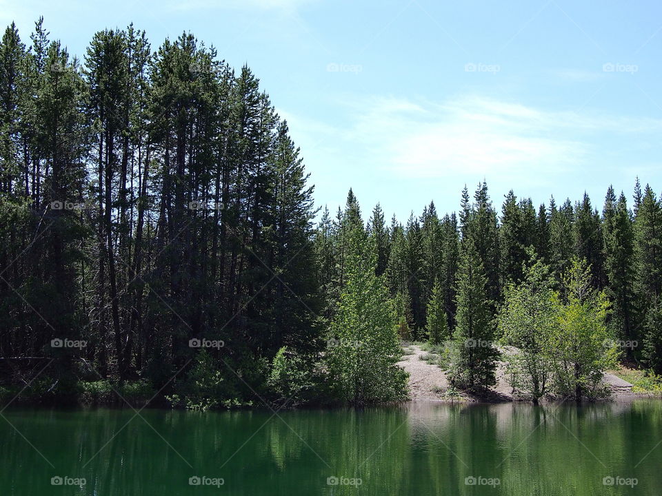 Various kinds of trees reflecting in a green lake in the Deschutes National Forest in Central Oregon on a sunny summer day.