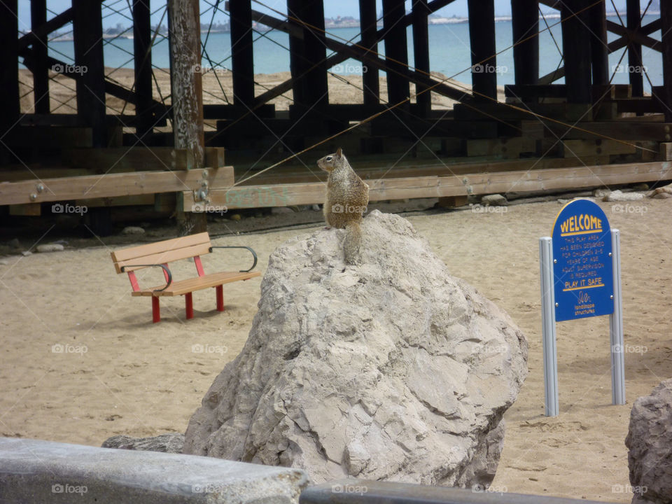 beach sign squirrel welcome by kenglund