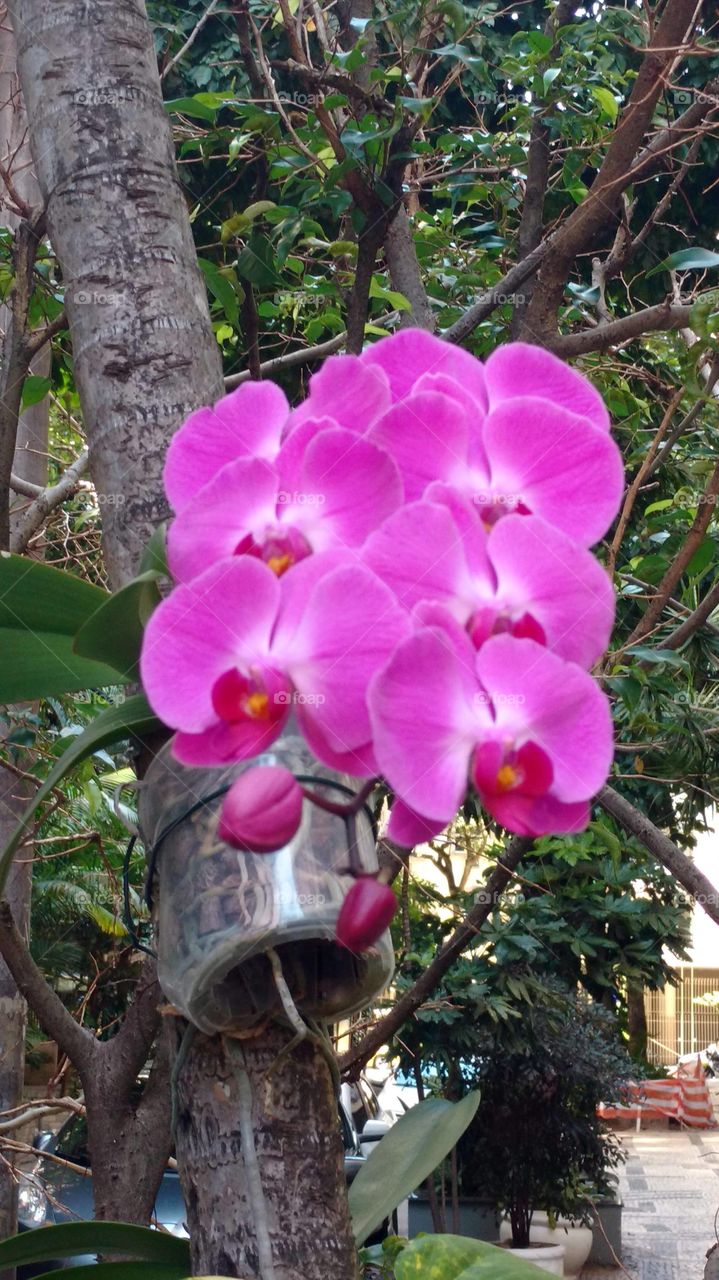 pink orchid
