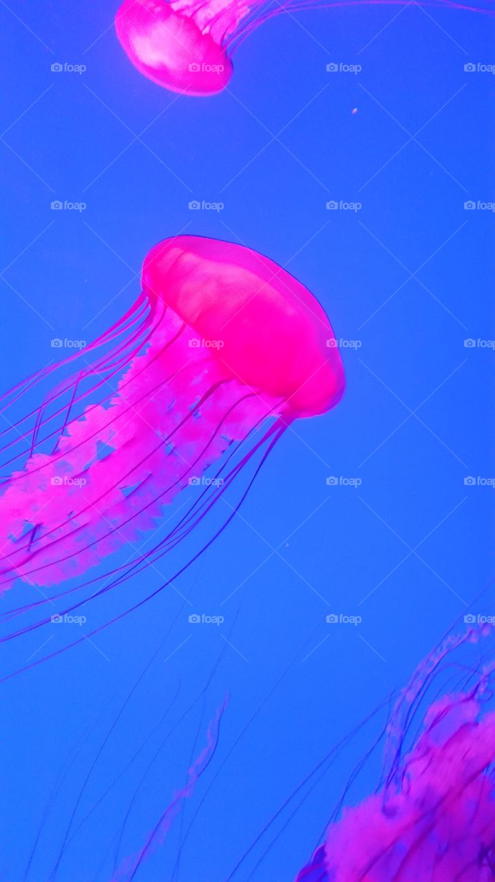 The Jelly to my Fish