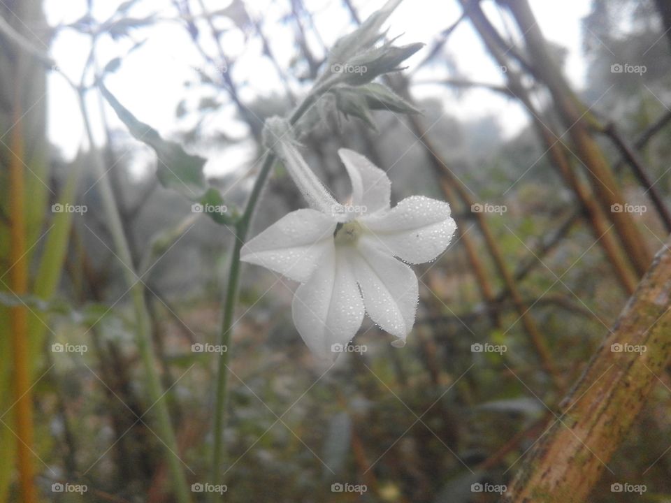 white flower