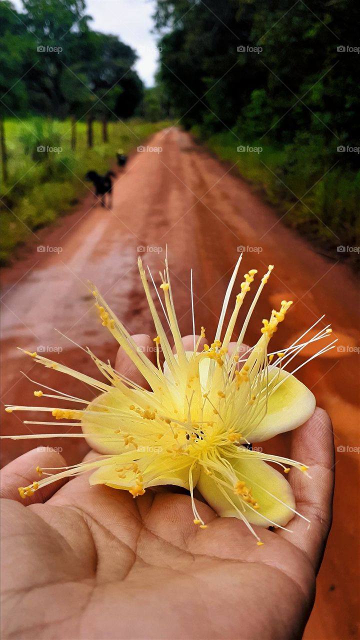 Caminho da roça