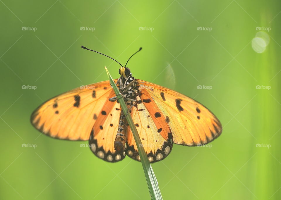 yellow - orange of butterfly at the side of rice field . Pair of wings, such as : hindwings, and forewings with the black spoting to the wings above . Regularly character using to identify .