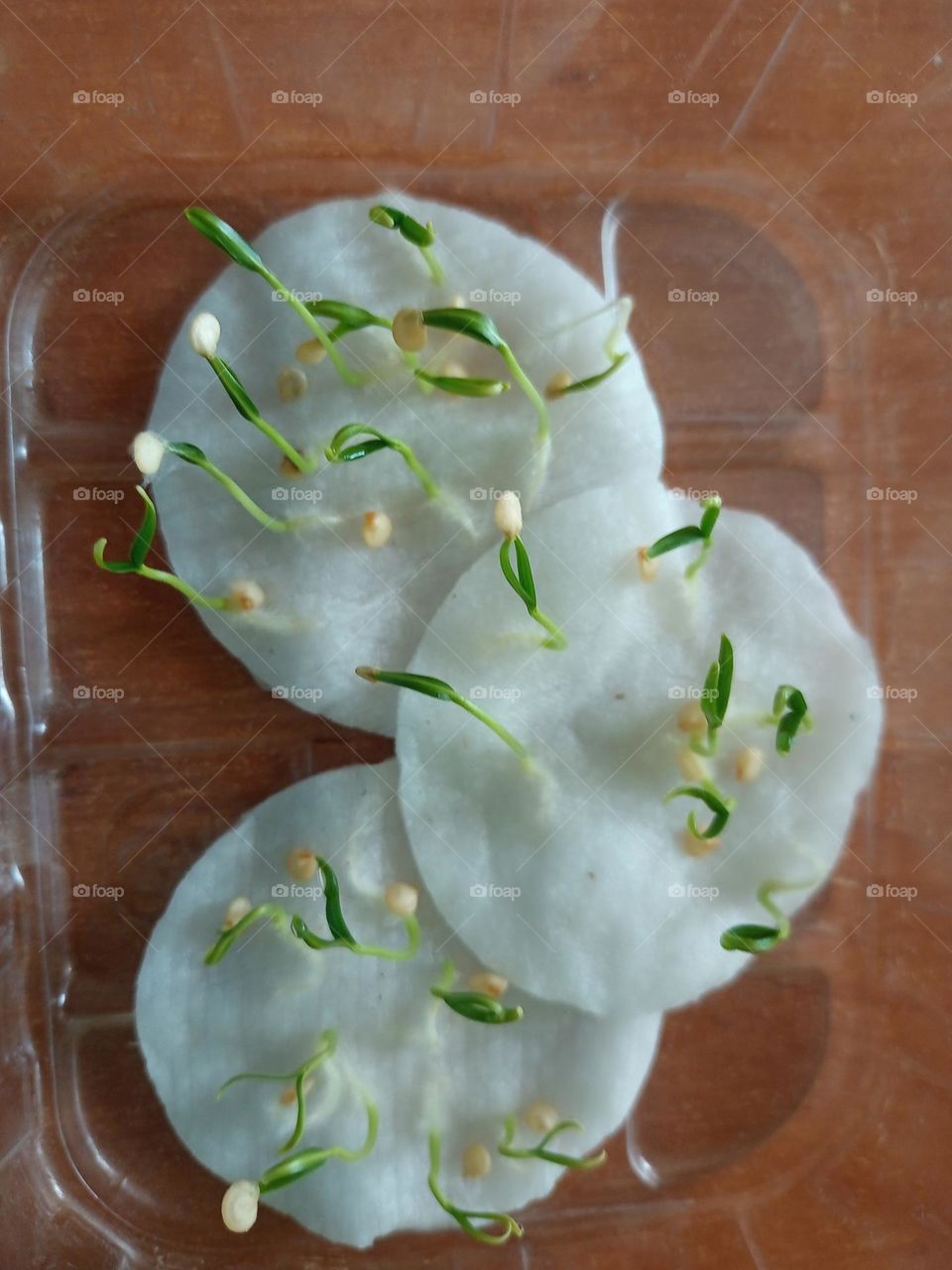 best Green white bettle