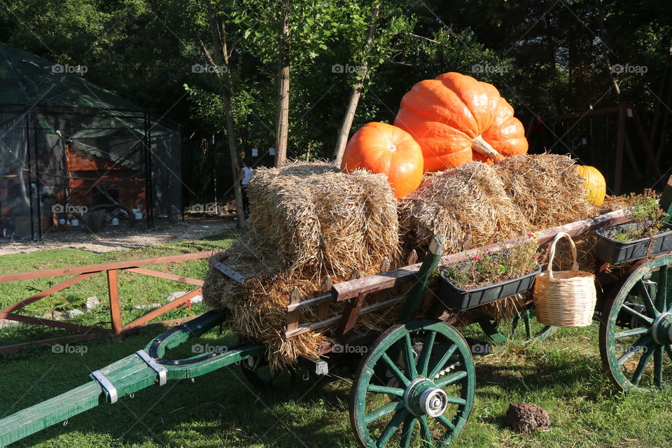 Giant pumpkins on top of haystack 