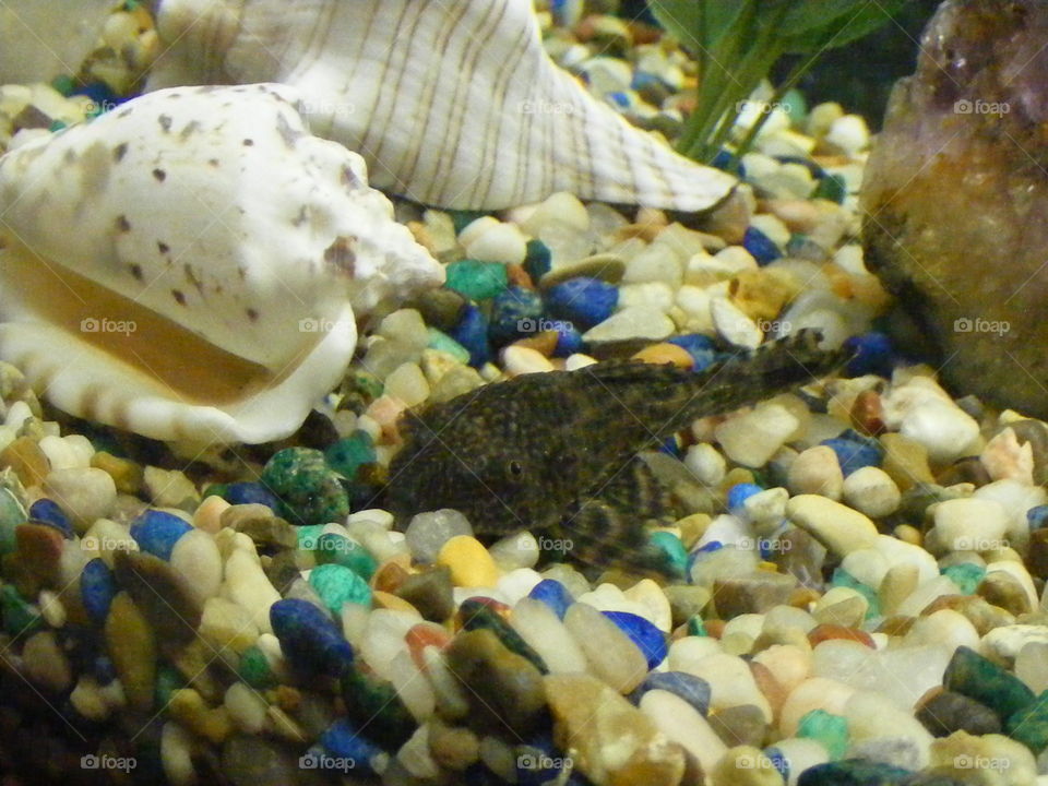 Inside a fish aquarium tank