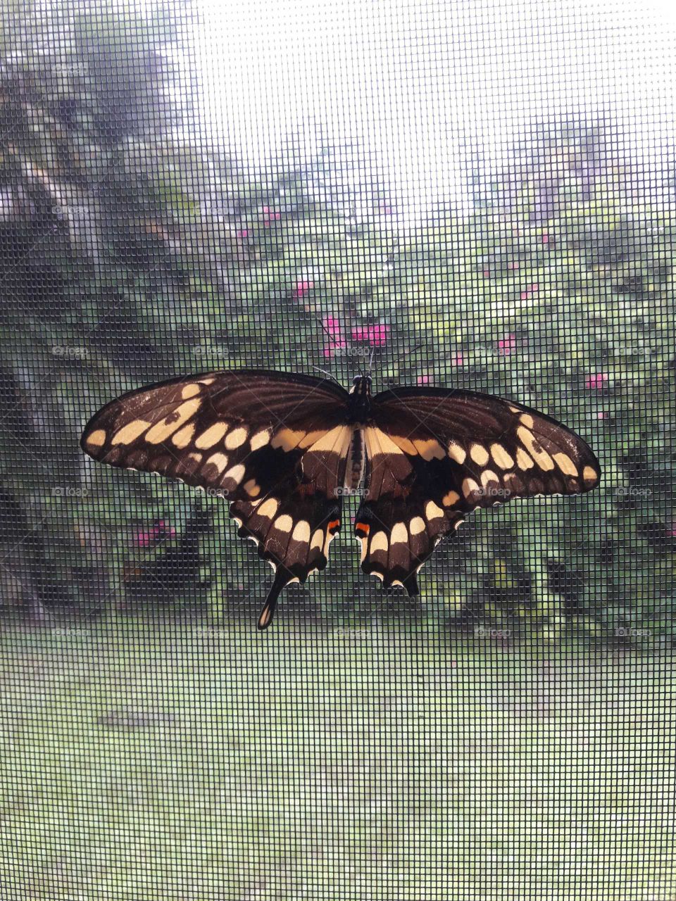 pretty butterfly came to visit