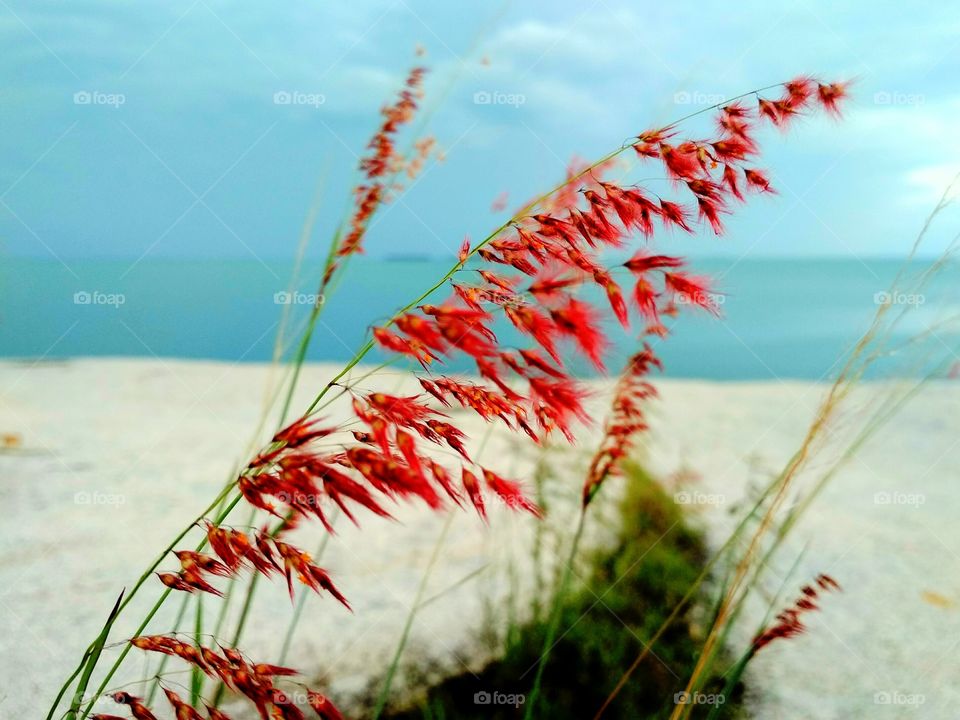 Grass flower bokeh background