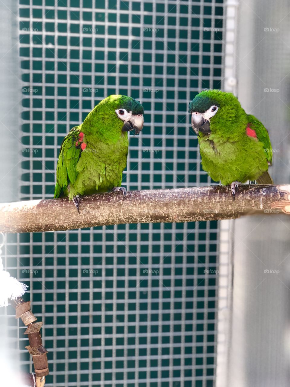 Birds couple love sweet cute