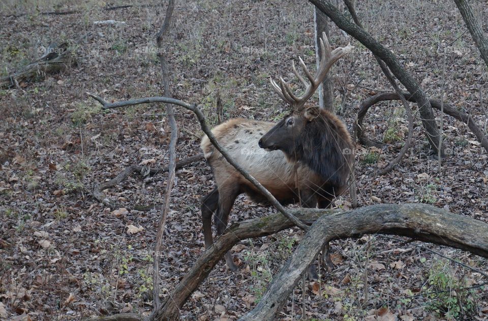 Elk in the woods standing by fallen tree