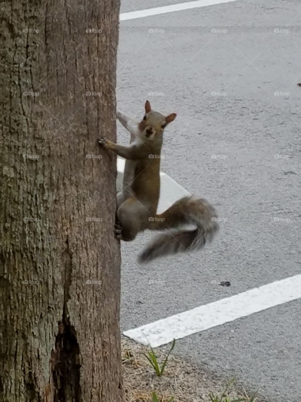 Squirrel climbing a palm tree