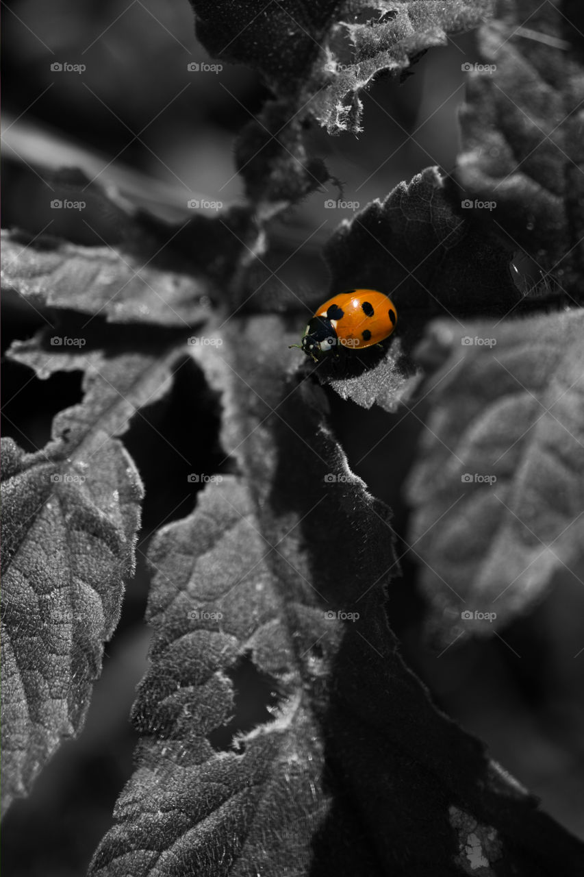 Ladybird on leaf monochrome with colour