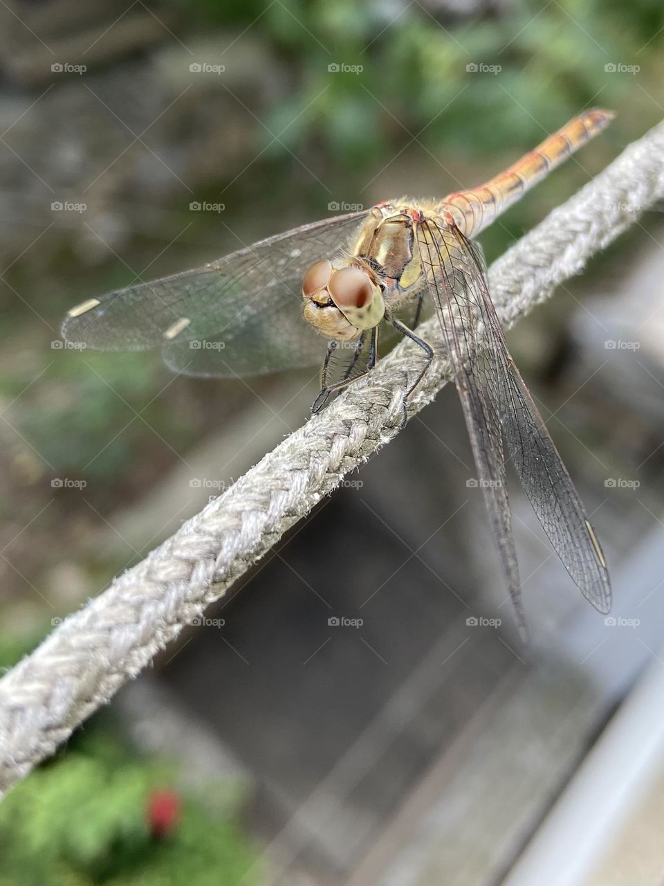 A smiling dragonfly posing on a clothing line.