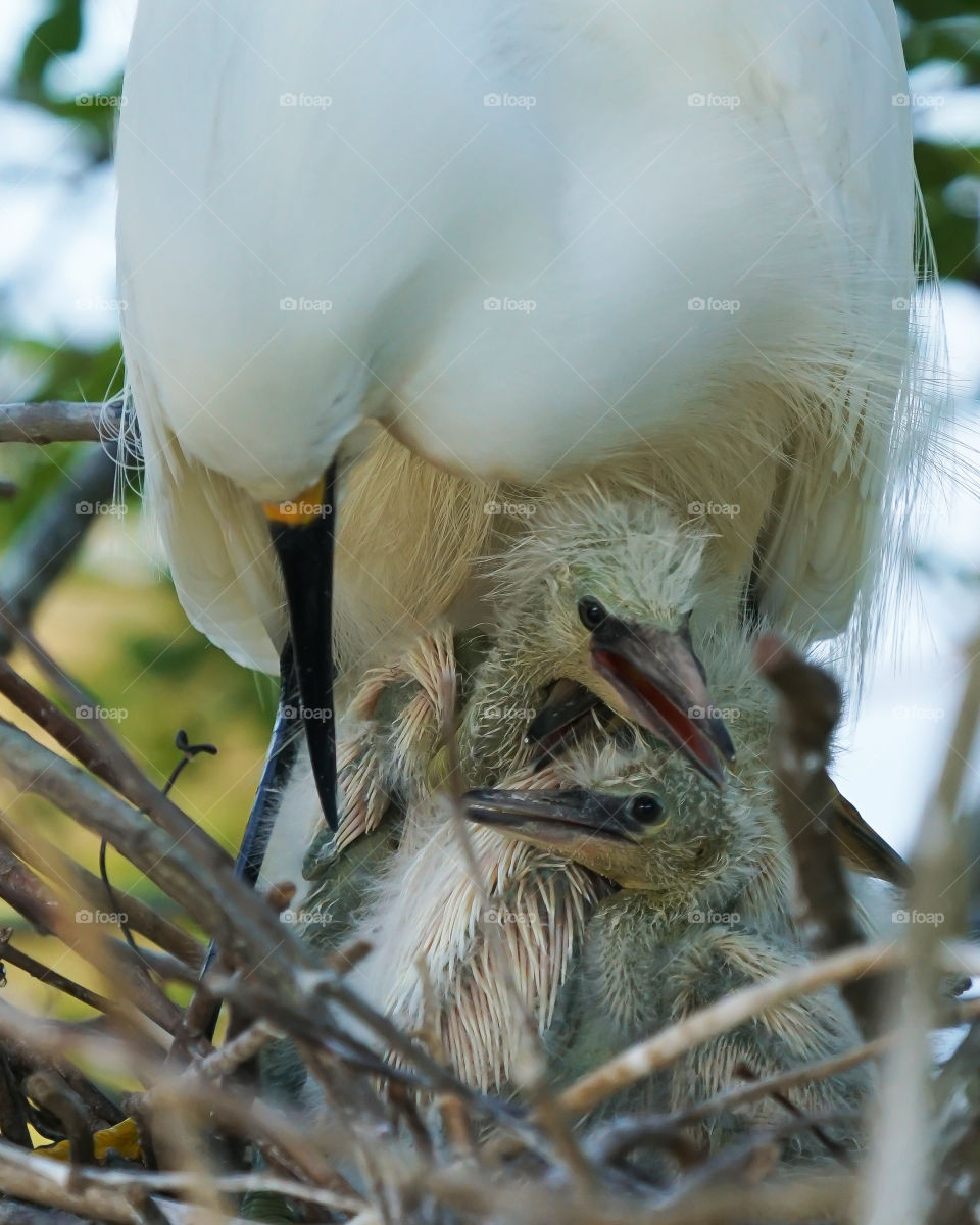 Baby snowy Egrets with eyes wide open