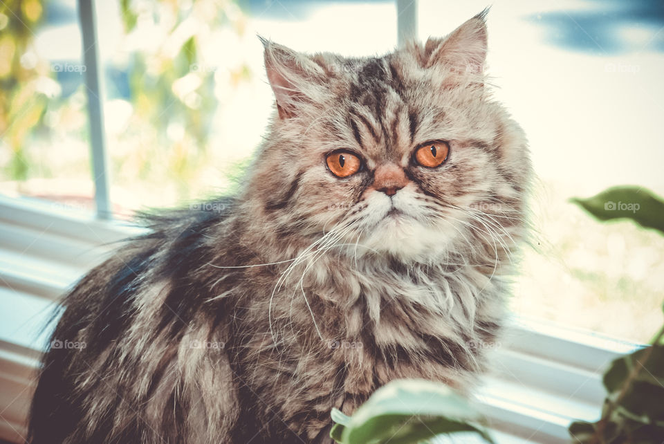 Tabby Persian Sitting in a Window