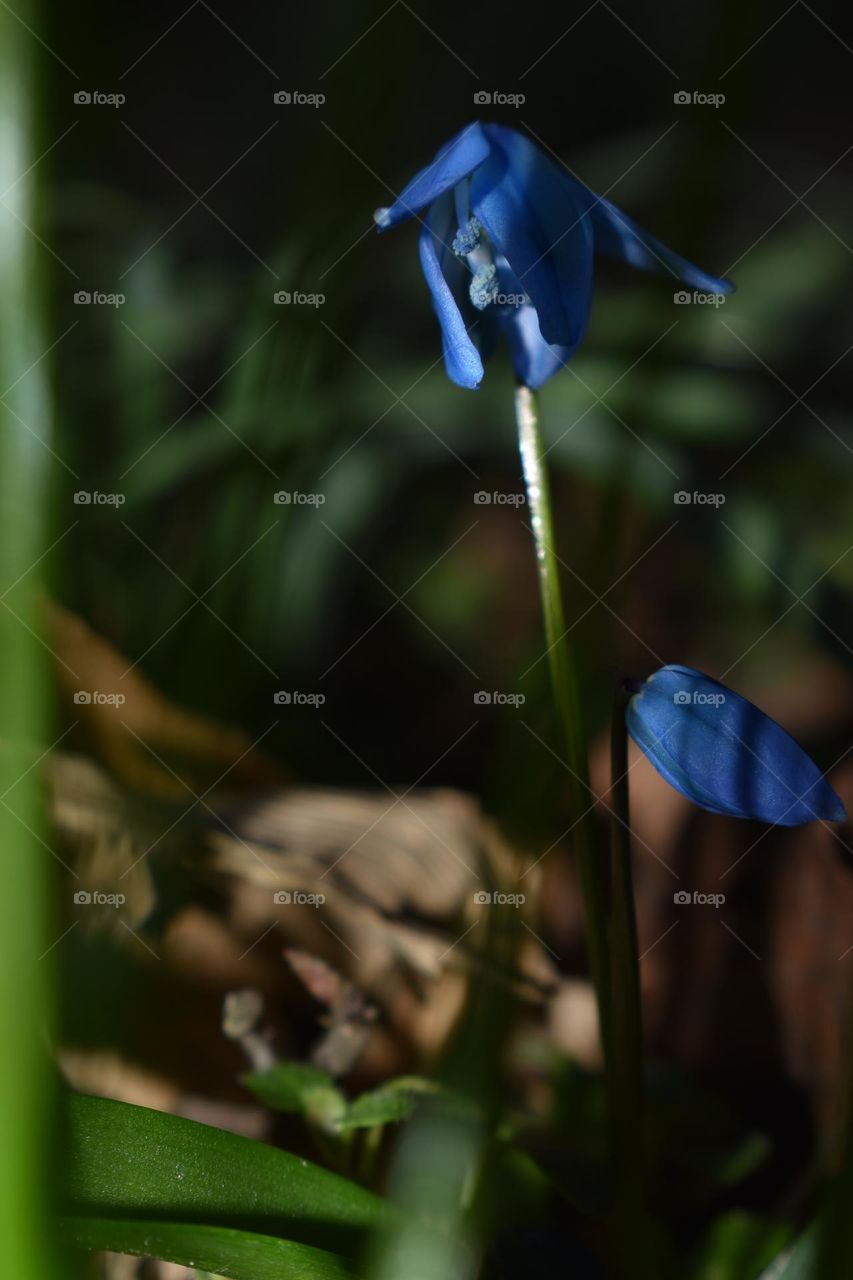 A little blue flower. Darkness in the background and light in the foreground.
