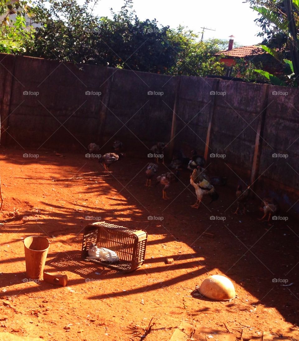 Cat and chickens 