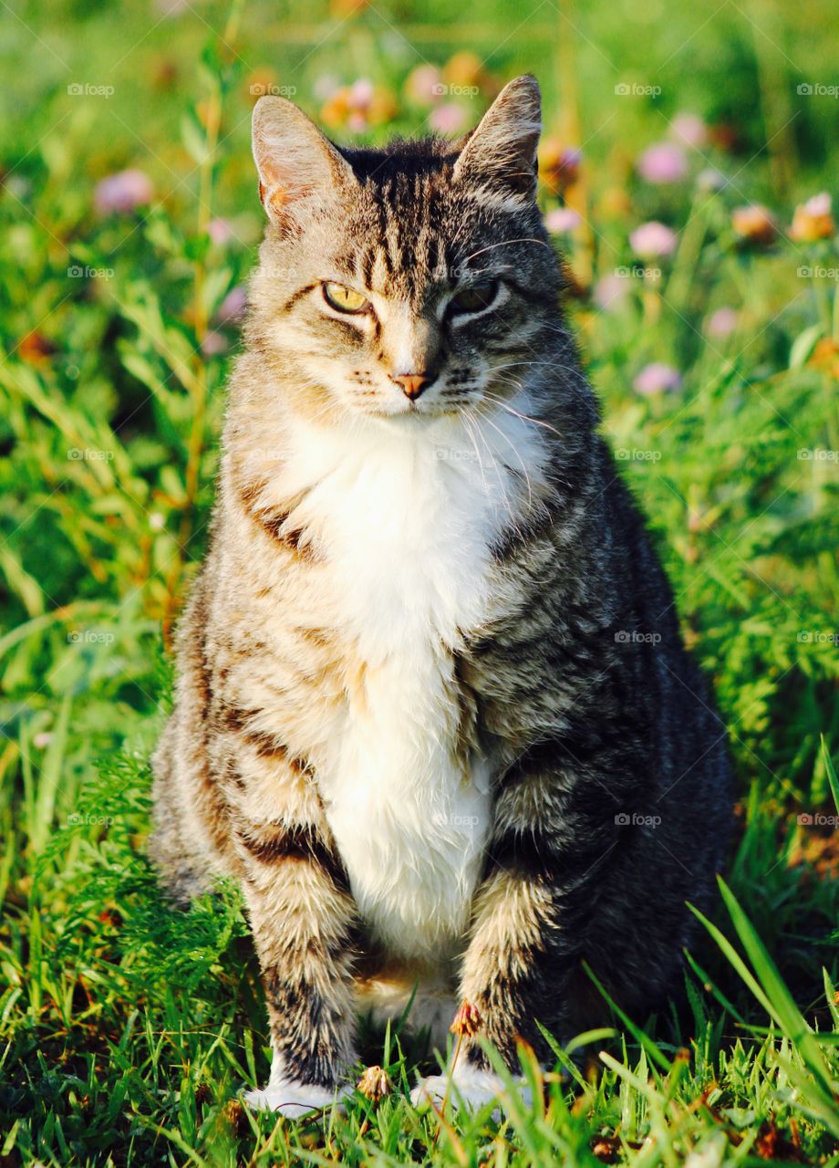 Summer Pets - grey tabby closeup in a meadow on a sunny summer's  day