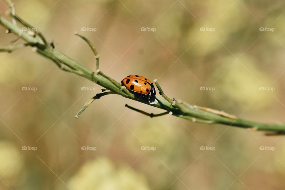 Ladybird #1 