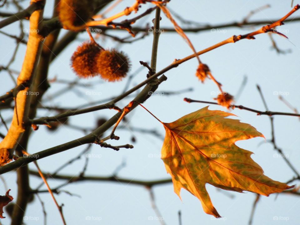 autumn leaf