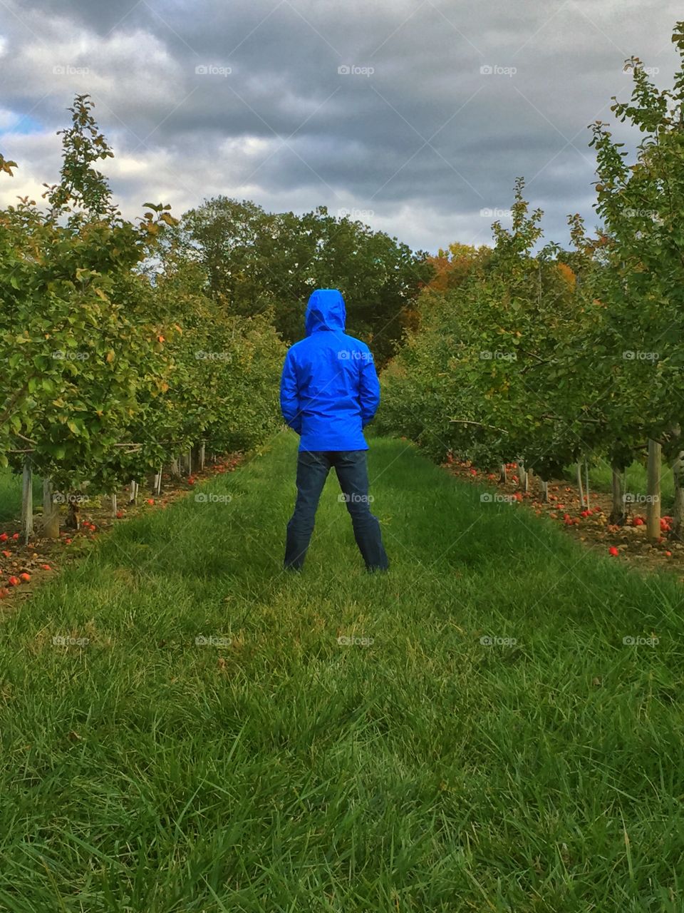 Standing in row. Standing in a orchard. 