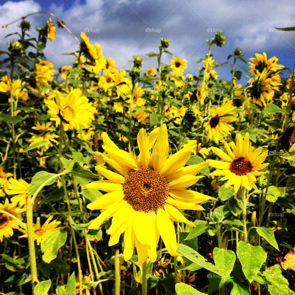 Sunflowers in field, Delaware
