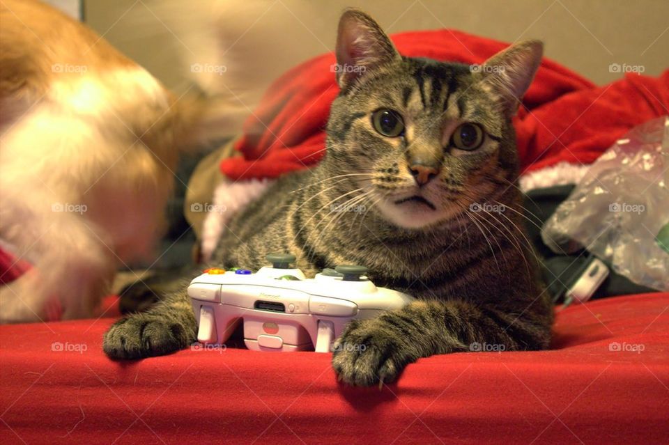 Xbox Cat