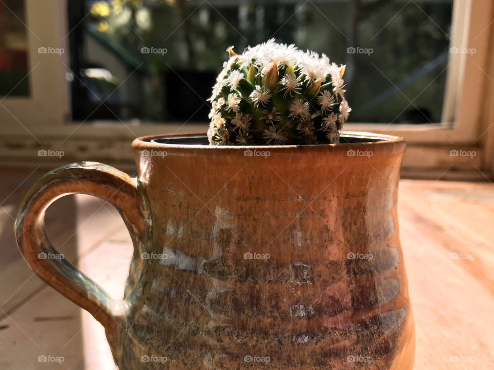 Shot of a feathery cactus, Mammillaria duwei, native to one area of Mexico. The cactus is just starting to bloom its pale yellow blossoms. I planted it in a old teacup so that i can bring it in when the weather turns cold. 