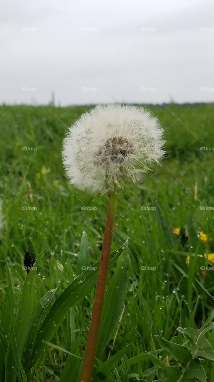 A Dandy Weed