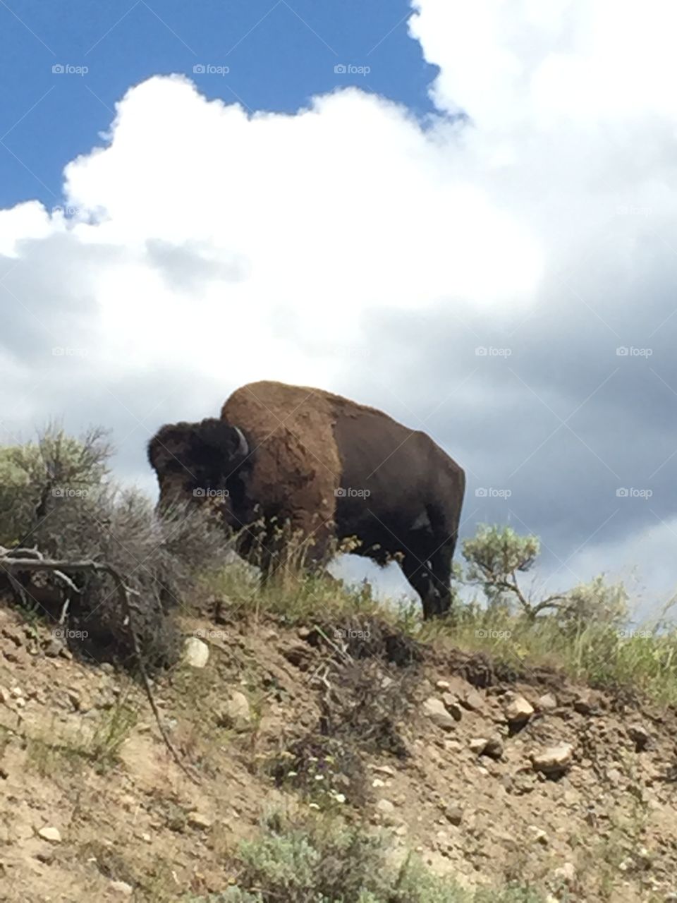 A Bison on the Bluff