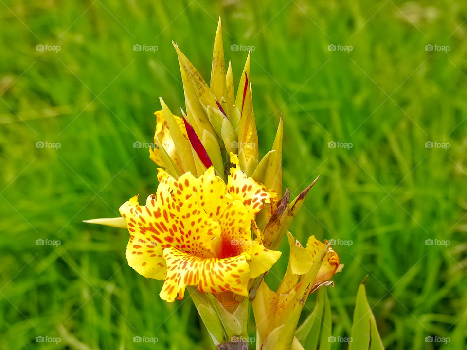 Close-up of yellow flower