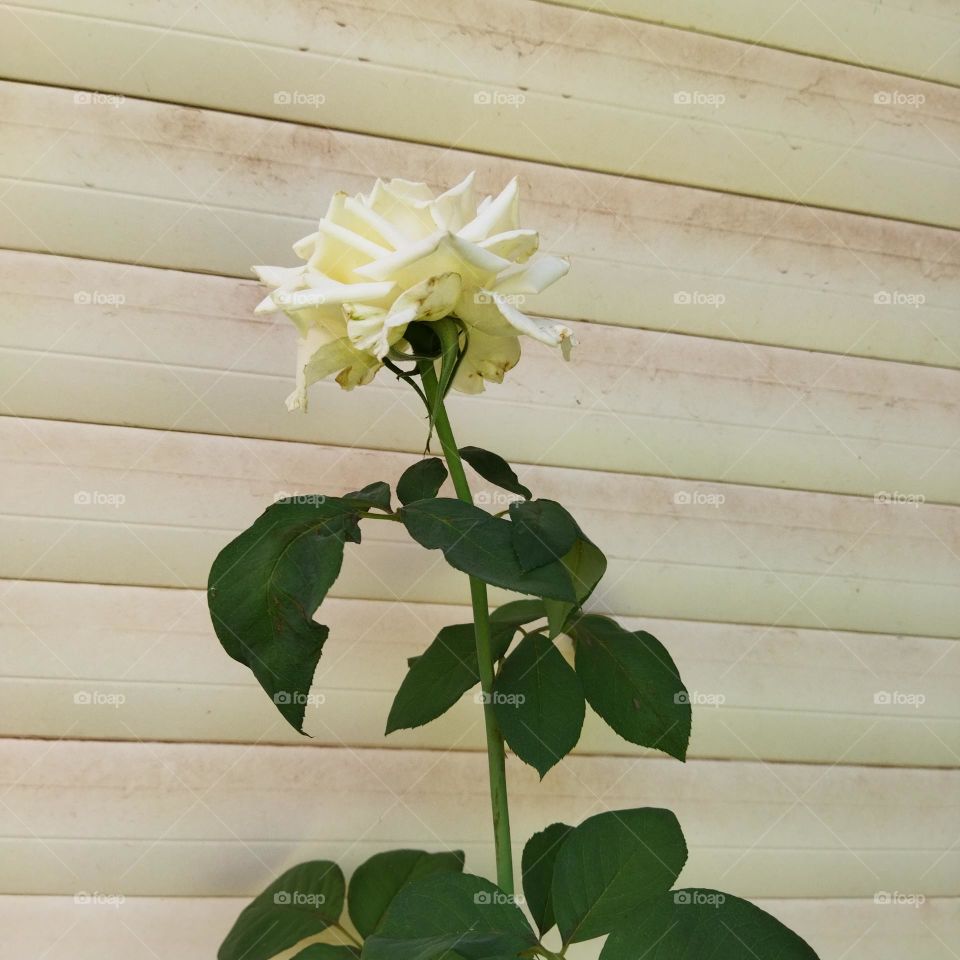 beautiful white flower.