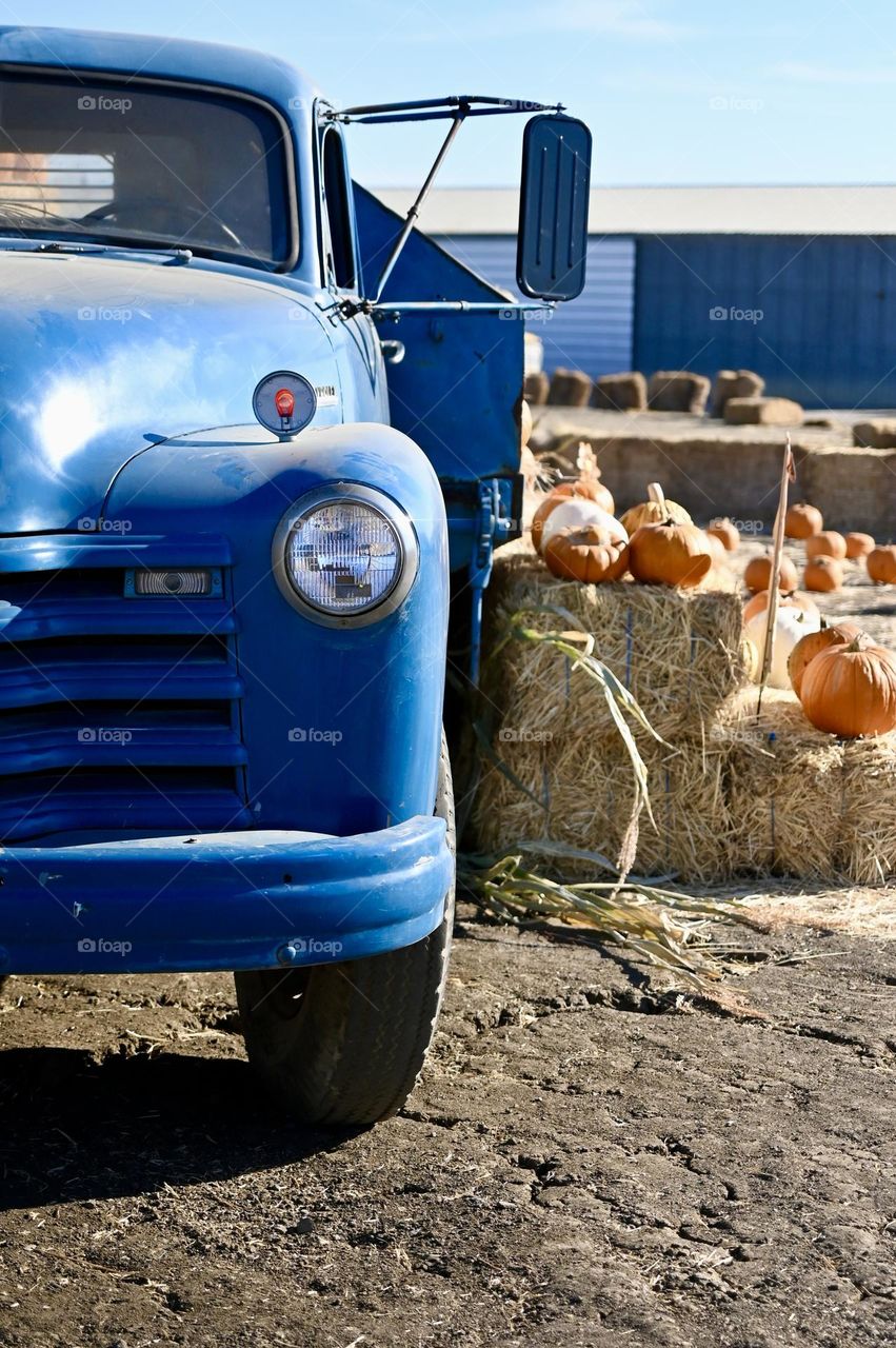 Vintage truck at the Pumpkin Patch with hays and pumpkins in the display for kids and adult to enjoy during harvest season. 