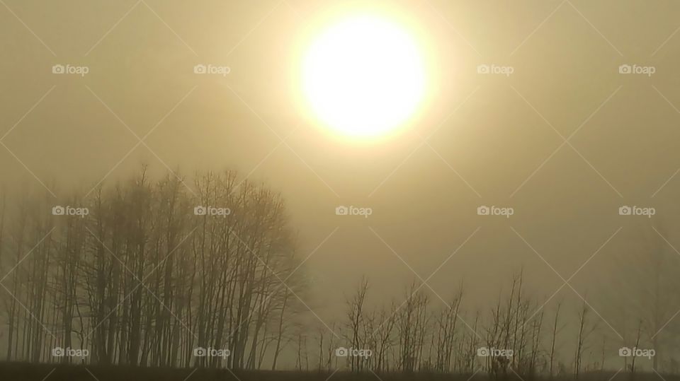 Trees in the Fog