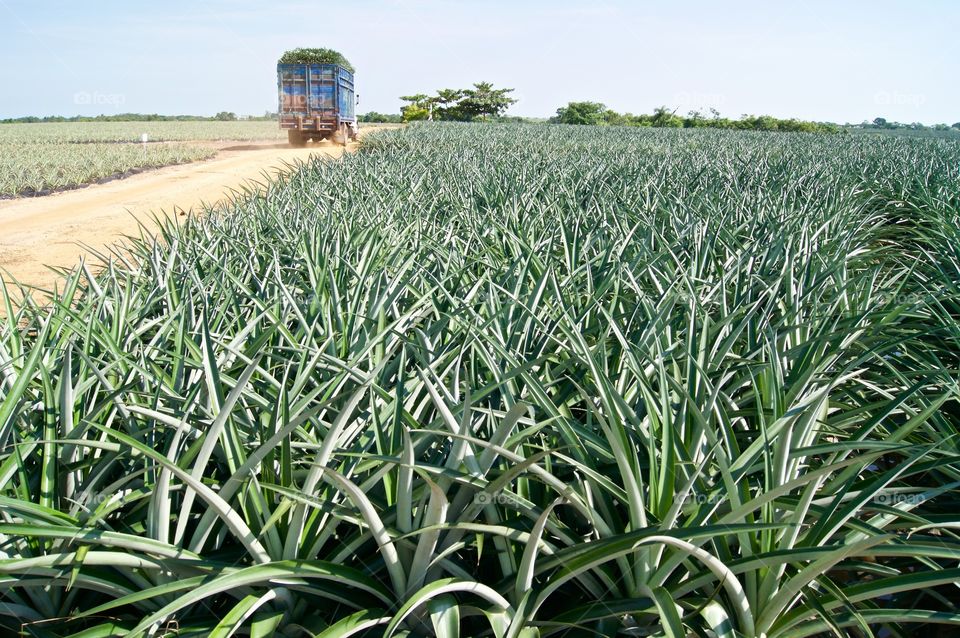 Bringing the pineapples for us