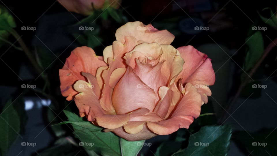 Peach rose