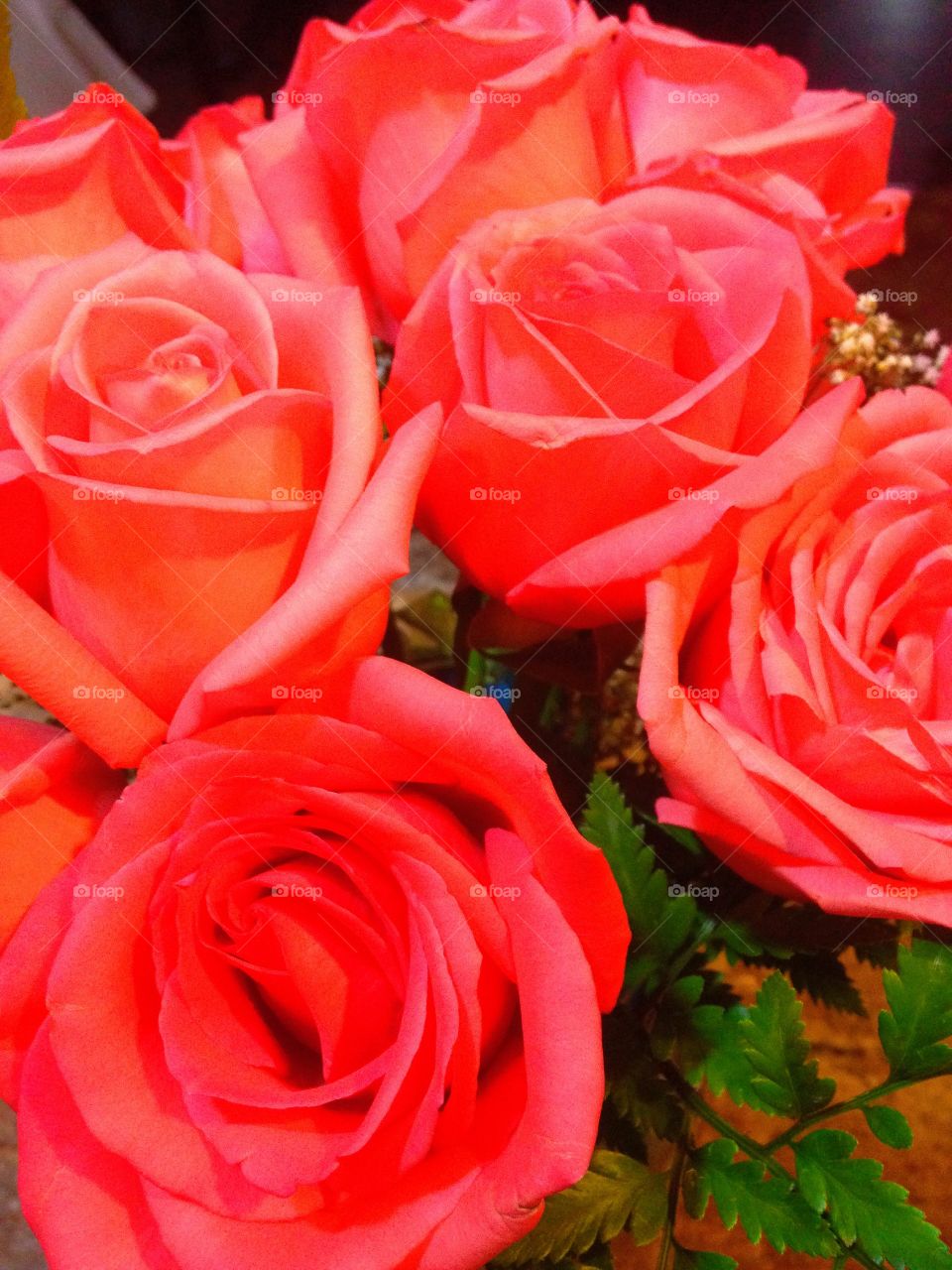 Beautiful lush red pink roses