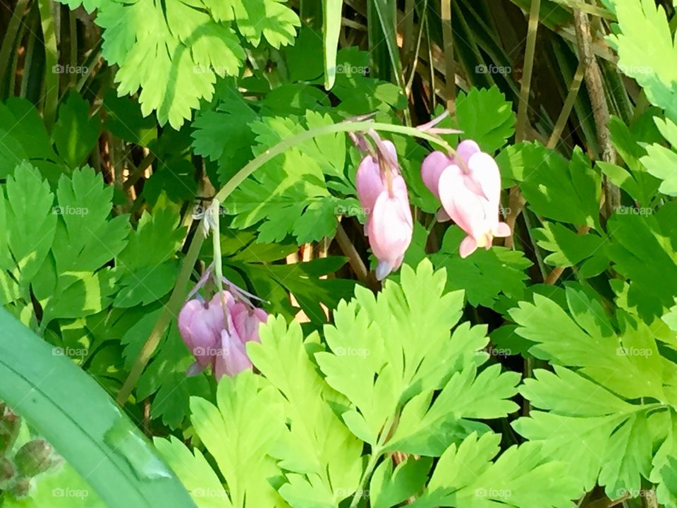 Bleeding hearts 