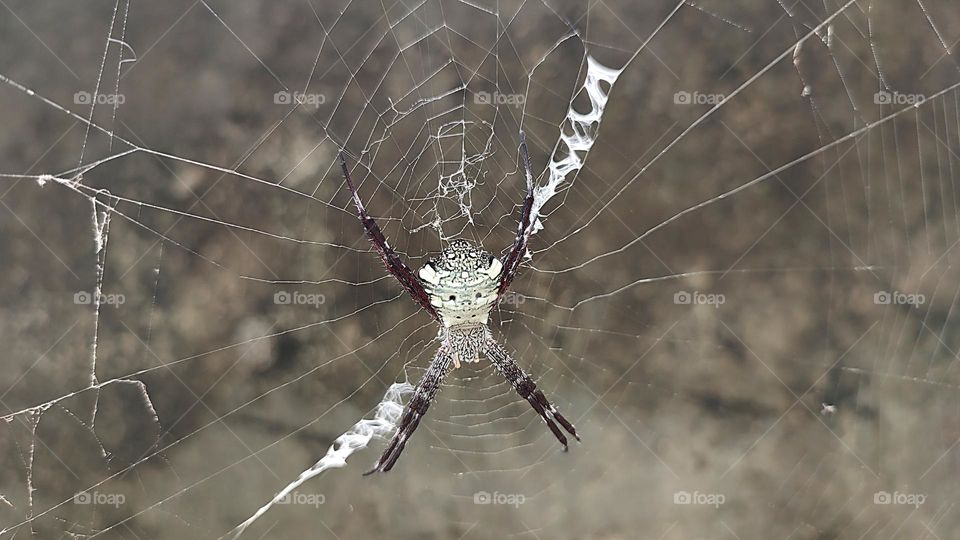 Variety of life: Argiope appensa (Hawaiian Garden Spider)
Argiope appensa or Hawaiian Garden Spider is a species of spider in the Araneidae family.  This species is also part of the genus Argiope and the order Araneae.