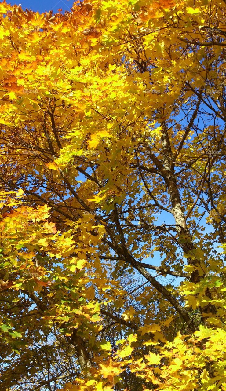 Tree at autumn