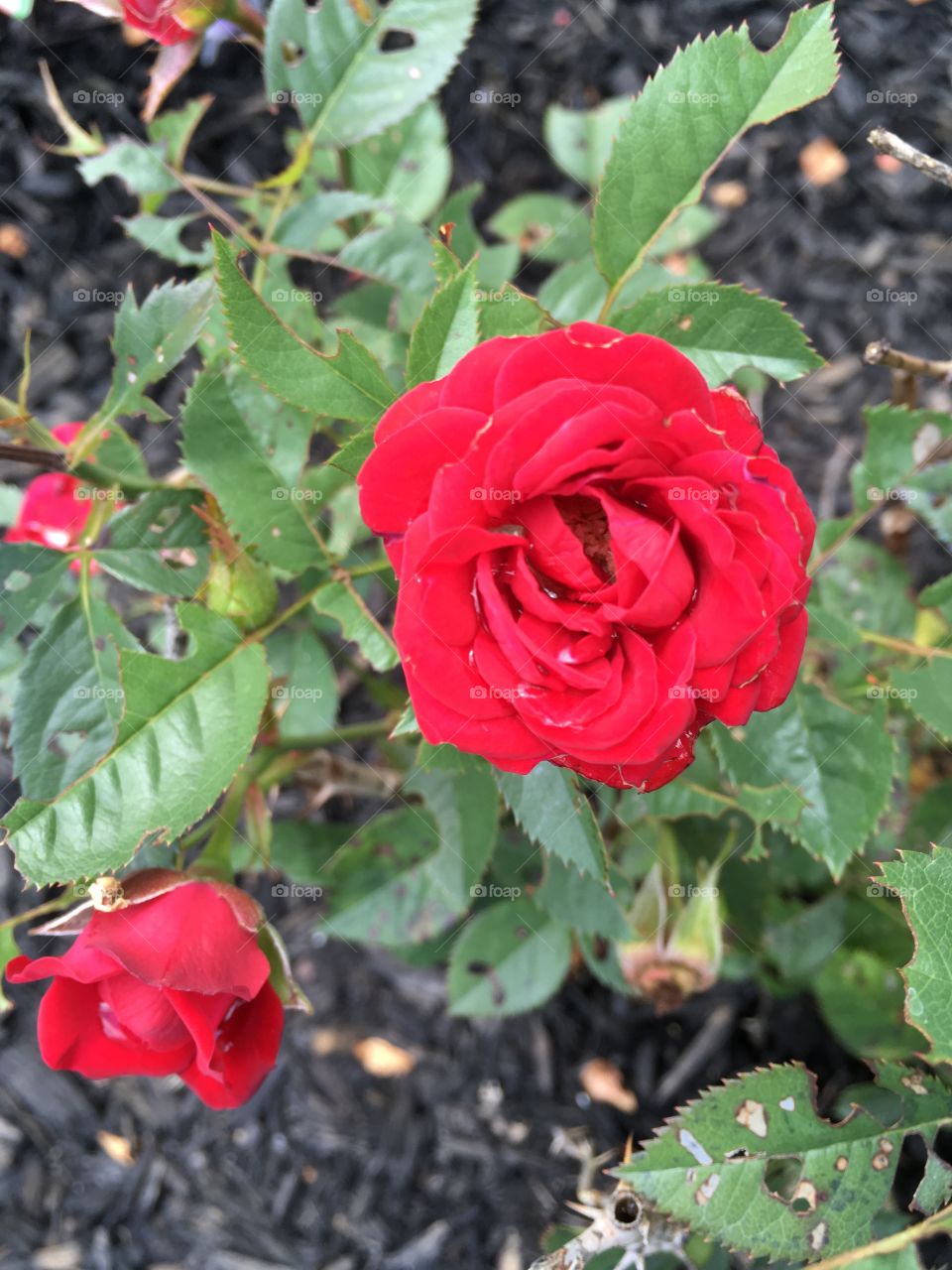 Mini red rose