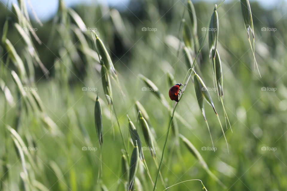 Ladybug in tall grass 