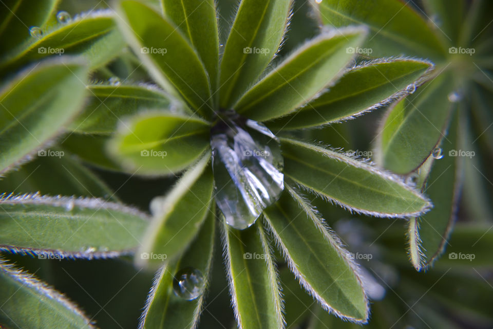 water on a lupine