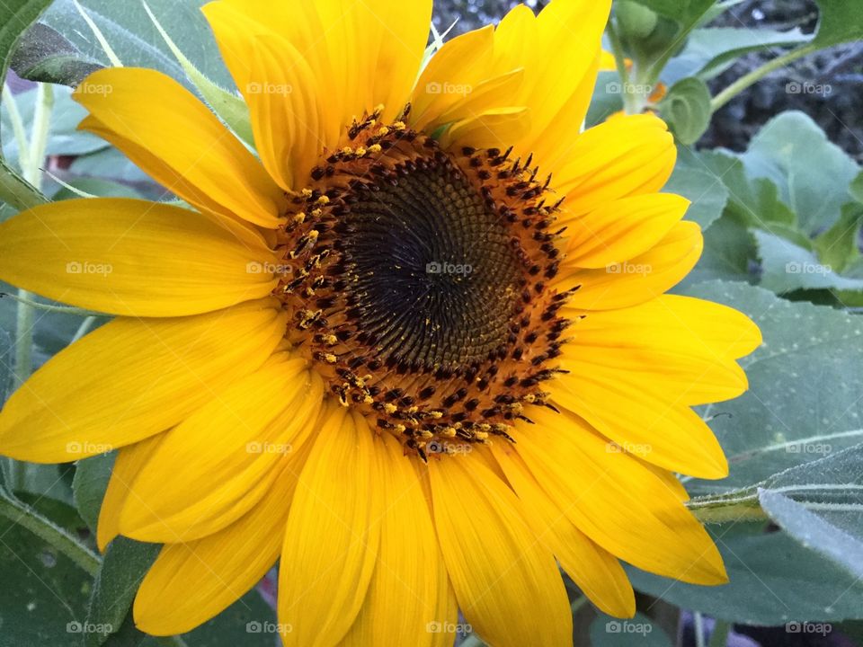 Sunflowers 