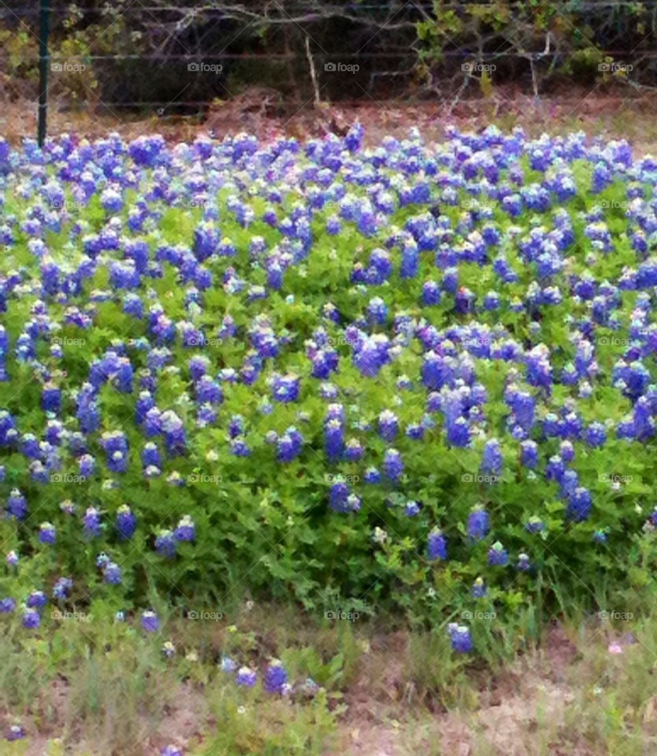 Texas Bluebonnets