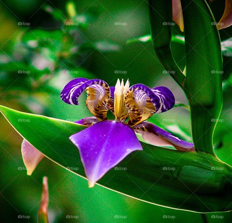 Iris Flower!