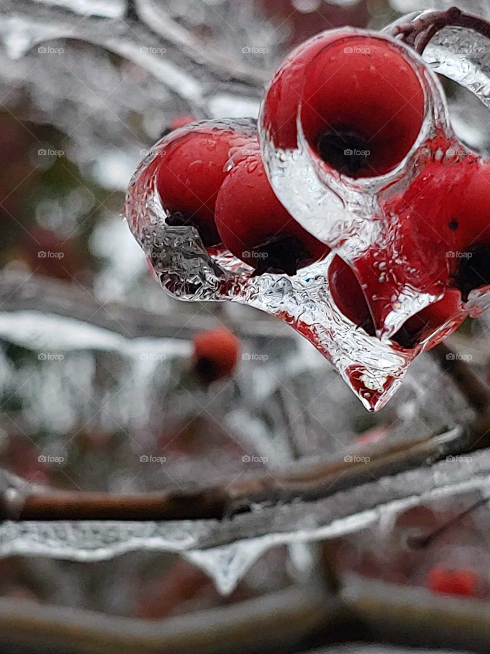 Cold, clear ice hanging desperately onto rich, red berries. It's the last bits of ice, waiting to melt - but it hung on for just a few lingering photos.