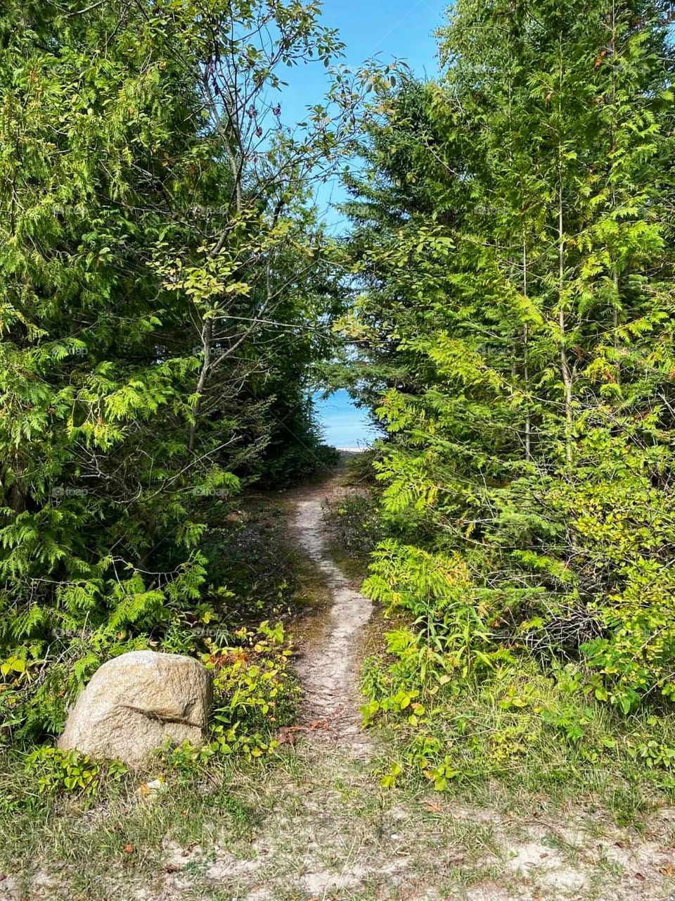 The road to the sea in the middle of the forest