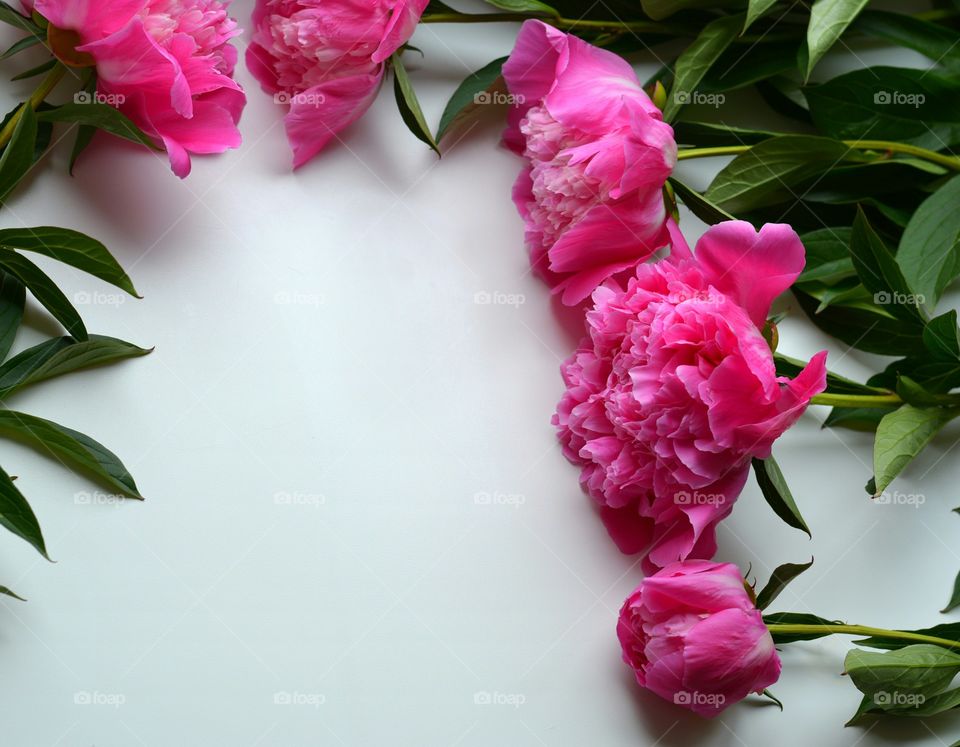 Flower, Rose, Love, No Person, Romance